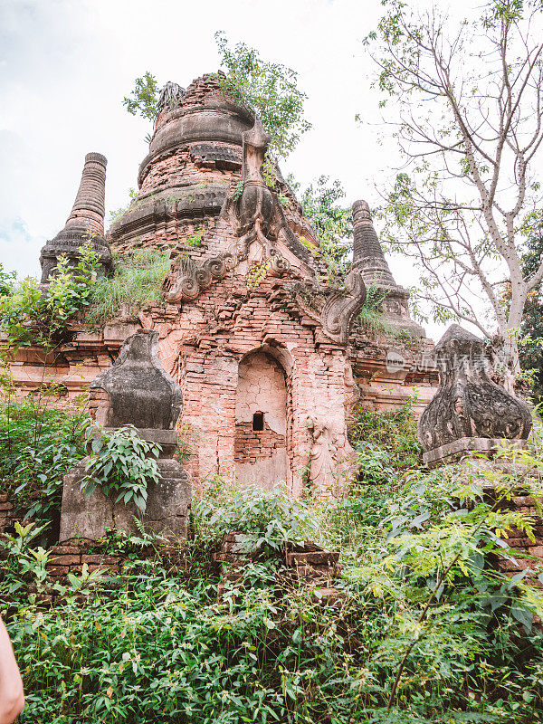 缅甸古庙上生长着热带雨林