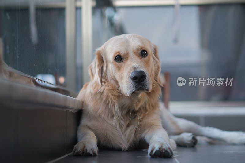 无聊的金毛猎犬坐在阳台上