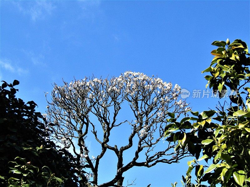 日本。2月。盆景式梅花盛开。