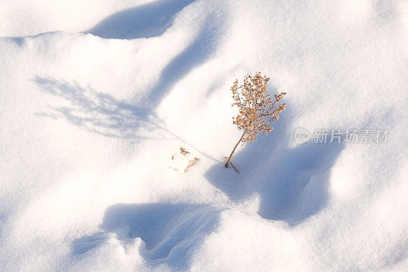 雪落在枯枝和花蕾上。夕阳淡而影，草木在雪中干，草木在冬