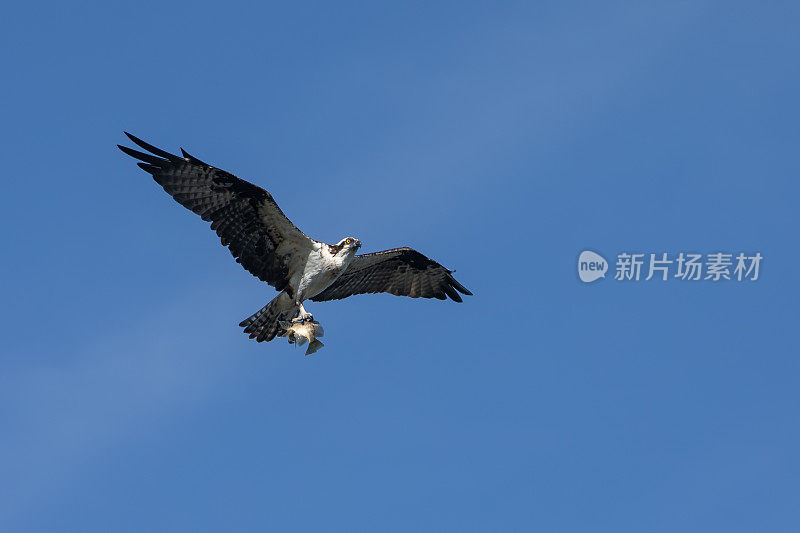 白尾海雕