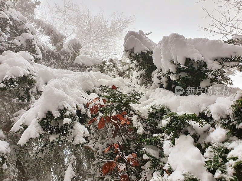 白雪覆盖的紫杉树枝