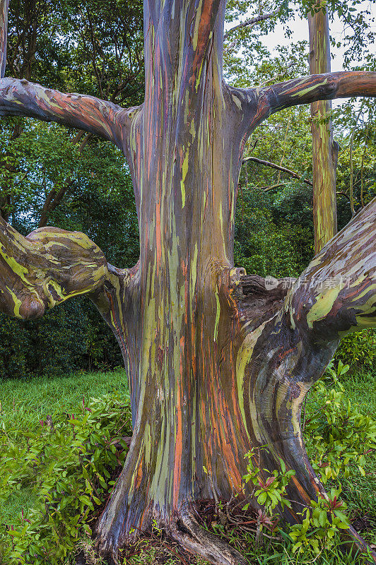 桉树是一棵高大的树，通常被称为彩虹桉树，棉兰老树胶，或彩虹树胶。它是在北半球发现的唯一一种桉树。独特的多色树皮是它最显著的特征