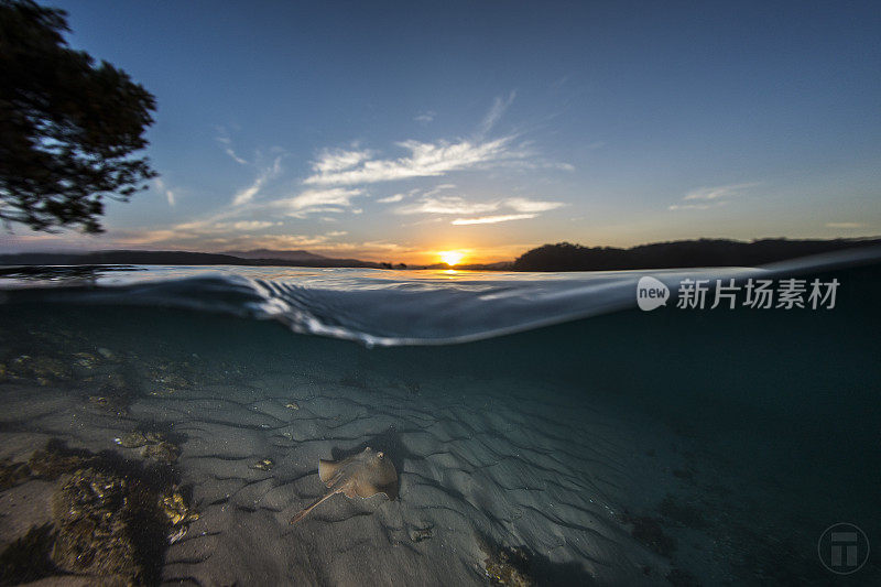 黄貂鱼在日落时沿着沙底游过水面