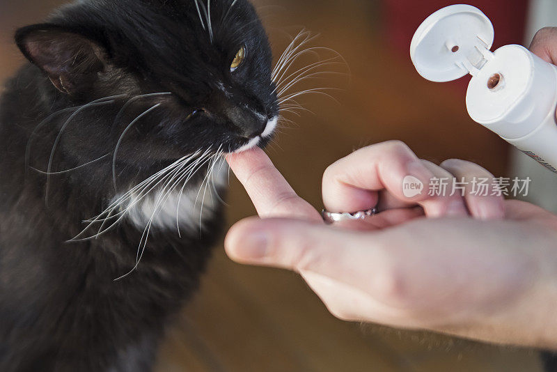 日常护理，男人给猫牙膏凝胶。