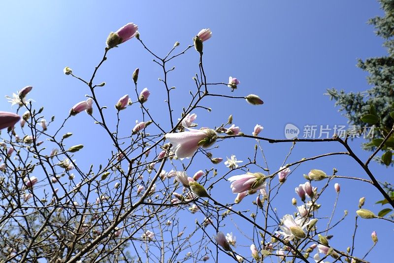 木兰的花