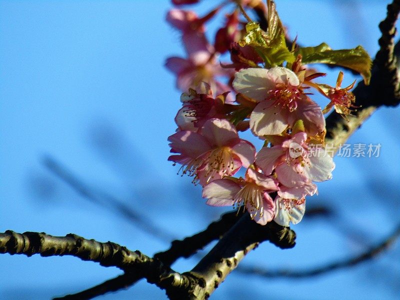 日本。2月。梅花。