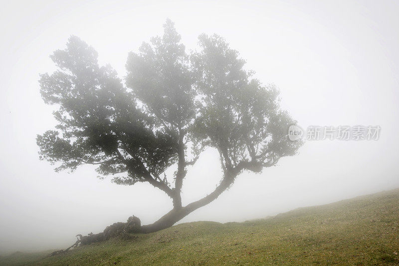 马德拉，法纳尔，古老的月桂林中的薄雾树