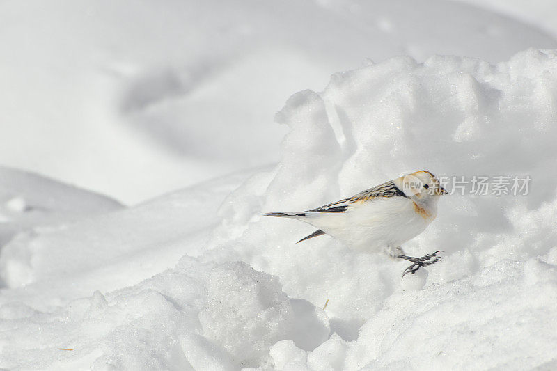 阿拉斯加内陆的雪旗