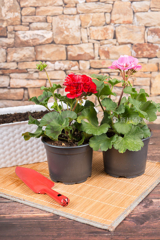 园艺-秋海棠准备种植在一个阳台盒子