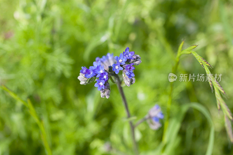 山茱萸属的一种花。