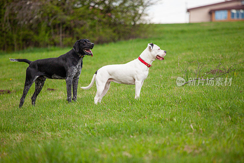 两只狗白色斗牛梗黑色德国短毛犬草坪站立