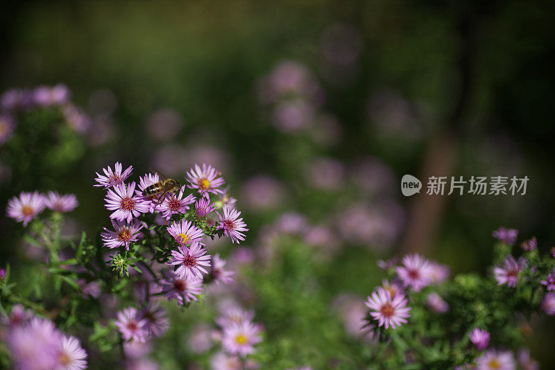 粉红色花朵上的蜜蜂