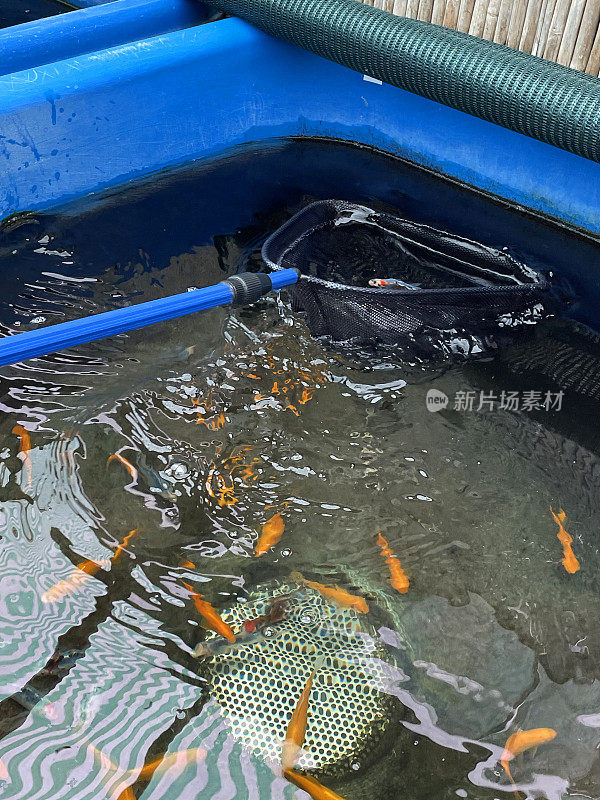 在水产宠物店，鱼网捕捉黄色金鱼、红色和白色的彗星，以及从塑料池塘缸缸中捞出的小鱼，池塘用品专家正在出售幼鱼