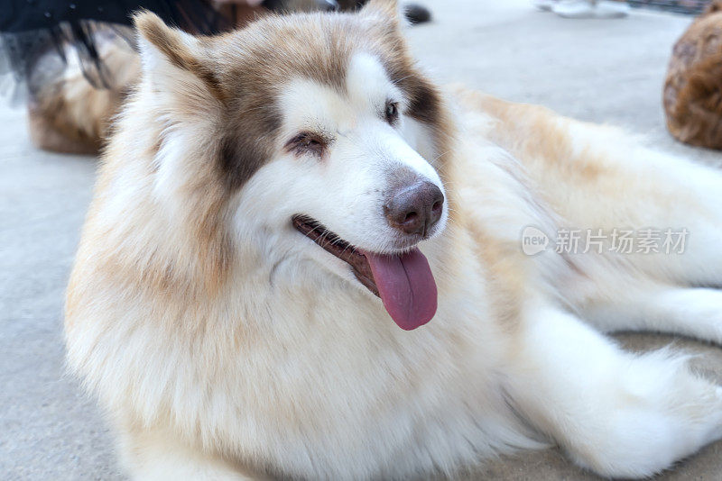 阿拉斯加雪橇犬肖像在家养宠物