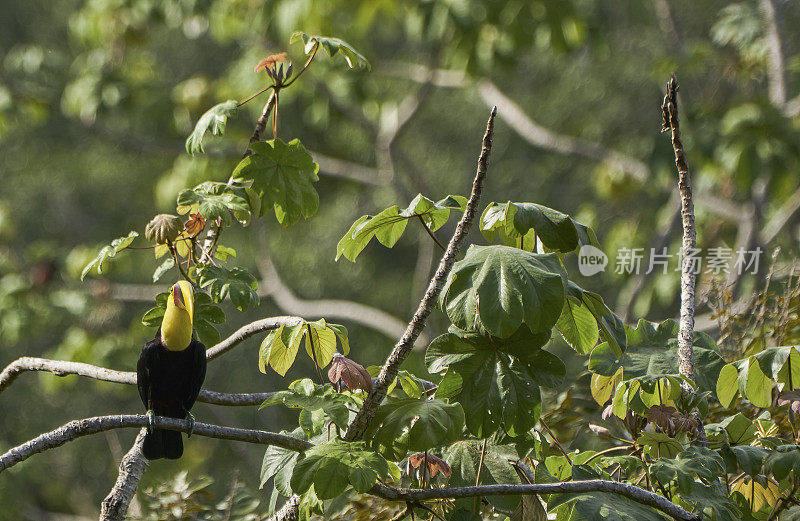 哥斯达黎加太平洋海岸曼纽尔·安东尼奥国家公园里的野生栗颚巨嘴鸟热带鸟