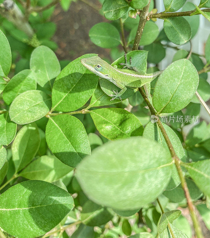 灌木丛中的绿色蜥蜴