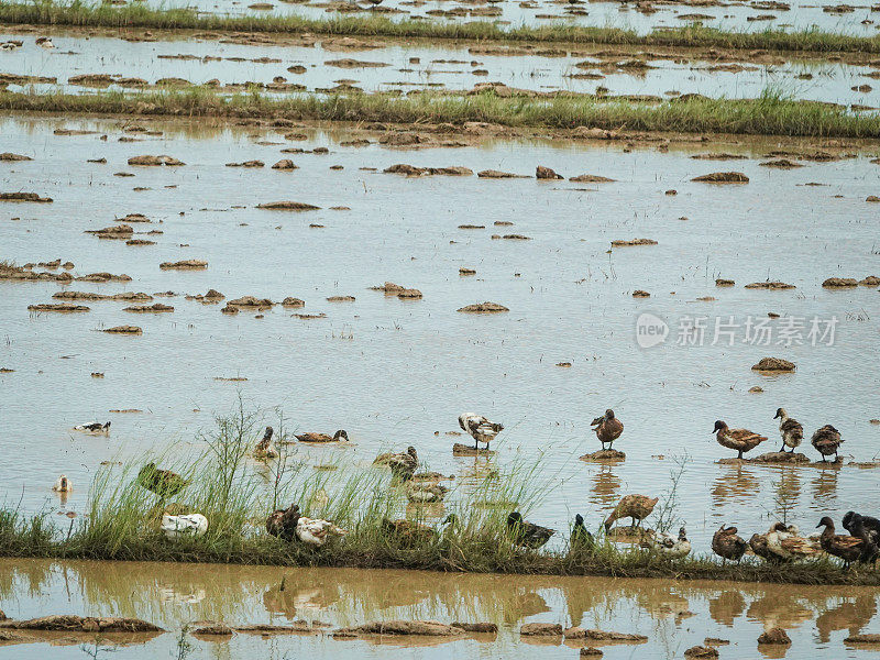 稻田里的鸭子。柬埔寨农村。