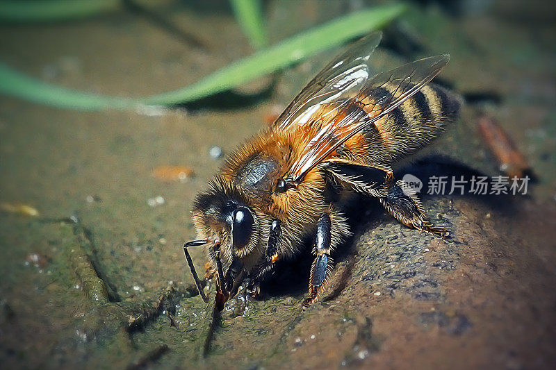 西方蜜蜂昆虫