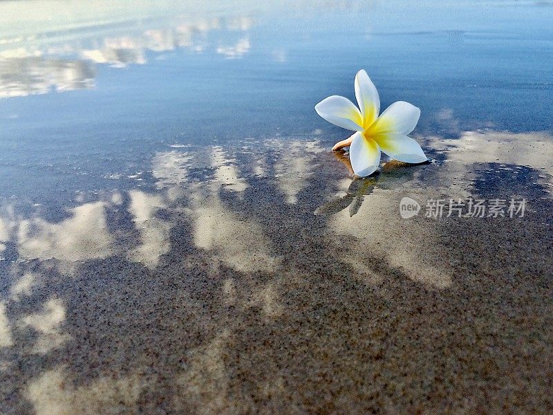 沙滩上的鸡蛋花