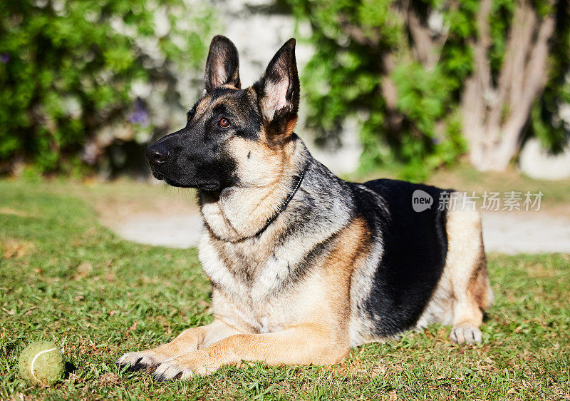 在家里，一只可爱的德国牧羊犬躺在外面的草地上