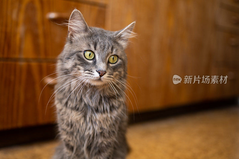 一只灰色的猫坐在厨房的地板上