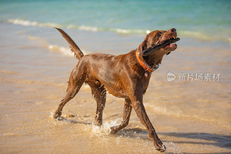 带着巧克力的拉布拉多犬在沙滩上玩木棍