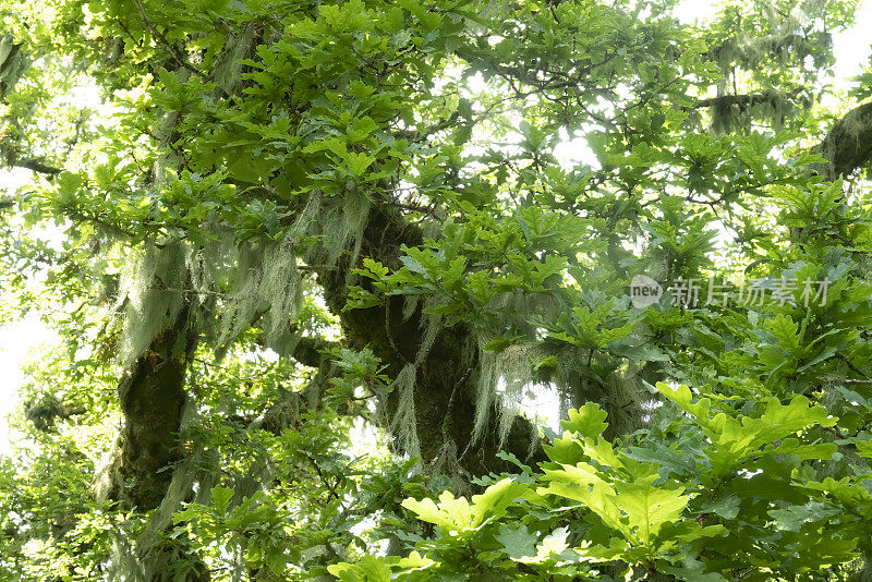 在达特穆尔的树林里，落叶苔藓覆盖着树木