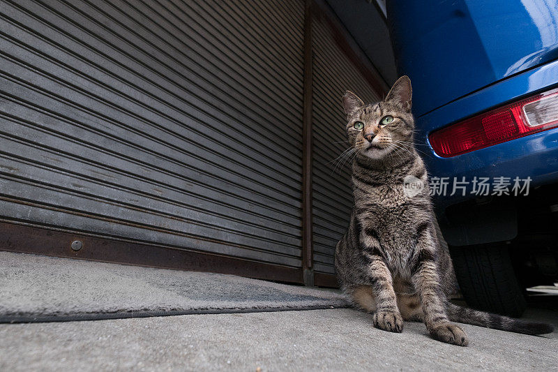 一只猫坐在紧闭的店门前