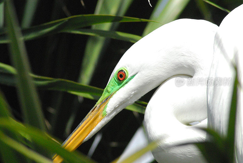 鸟类-佛罗里达-棕榈叶中的大白鹭的极端近距离头部拍摄