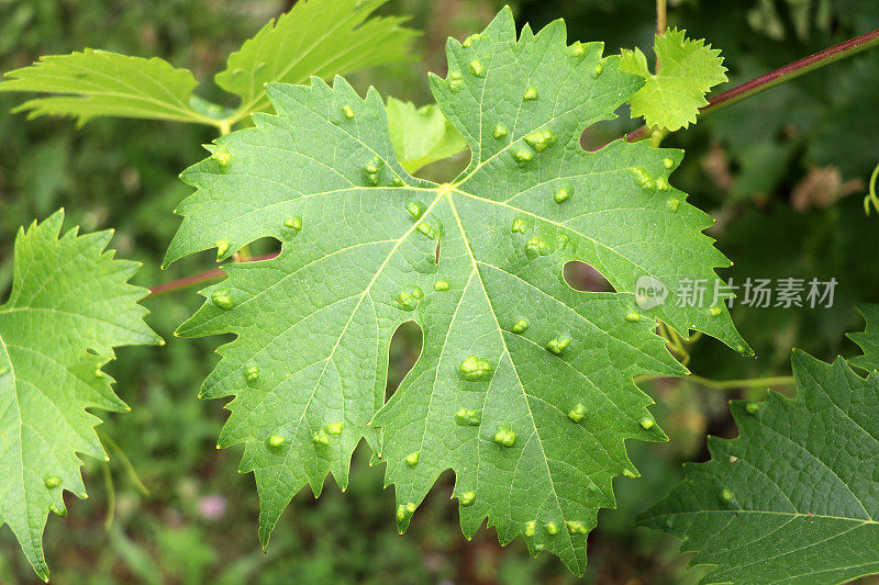 绿色葡萄叶有螨虫侵害