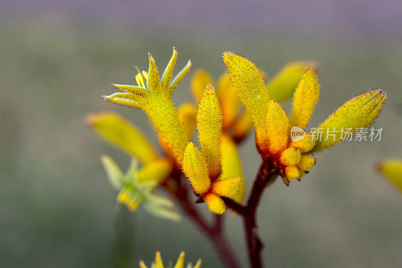 黄色袋鼠爪花蕾和花，微距摄影，背景复制空间