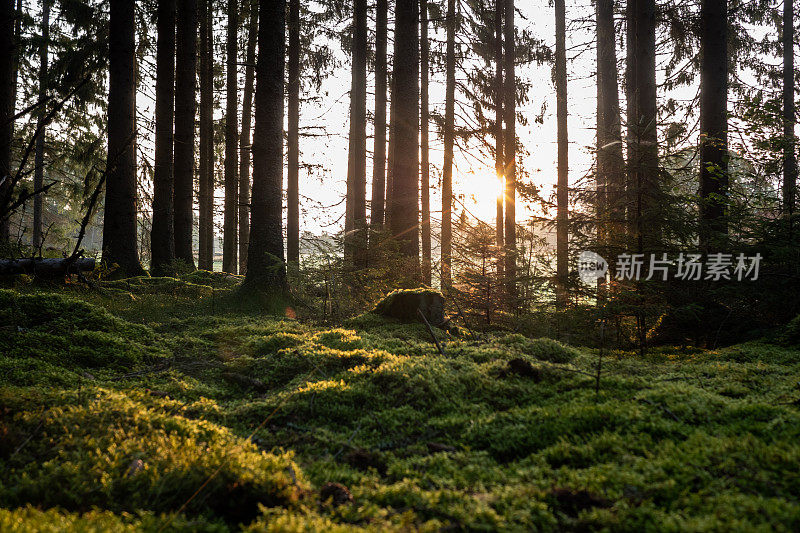 健康的自然环境在美丽的森林，一个清晨的阳光在树干之间