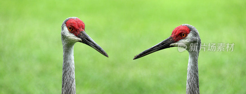近距离观察两只热带水鸟沙丘鹤在湖边捕食