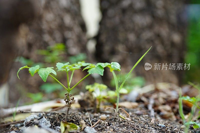 从老树桩生长的幼树