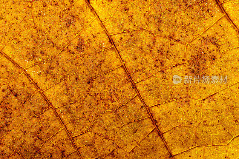 干燥的秋叶叶脉和细胞宏观结构
