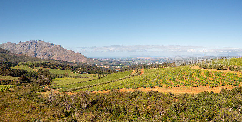 开普敦Stellenbosch葡萄园的全景照片