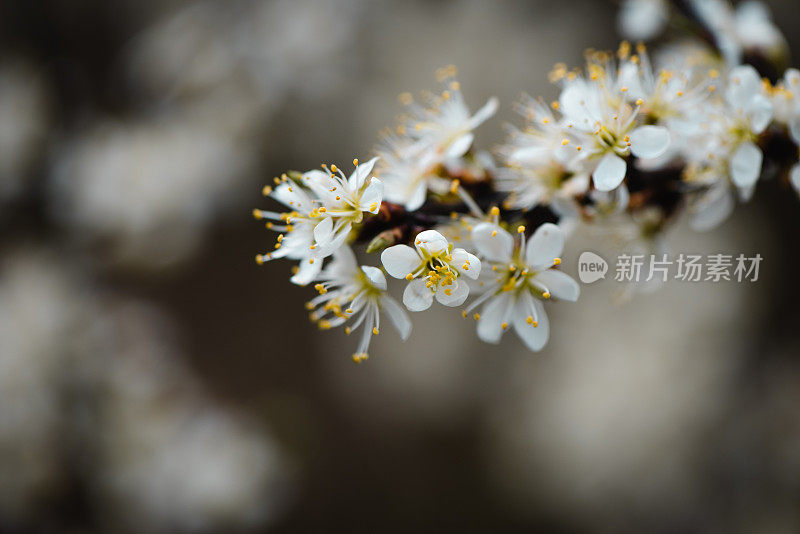 黑刺李白春花盛开