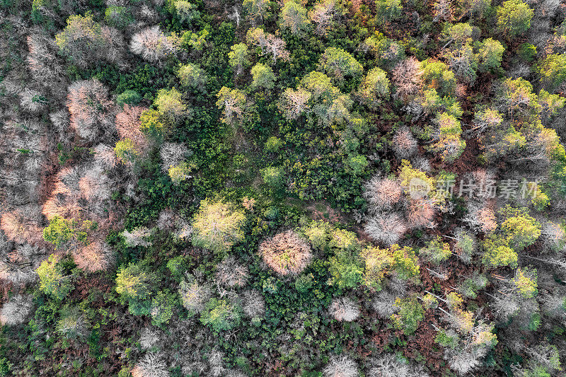 空中顶楼在农村的森林无人机视图