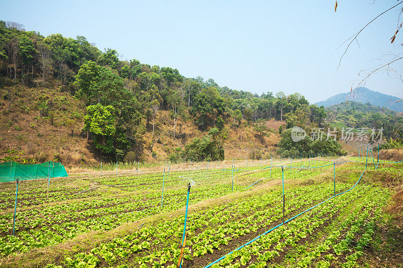 在清迈省的山谷中种植沙拉田