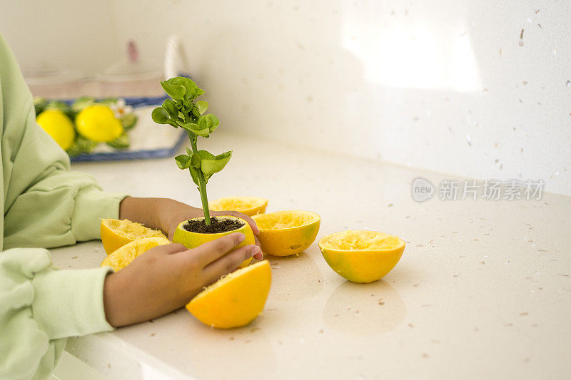 一个女孩又在土壤里发芽了