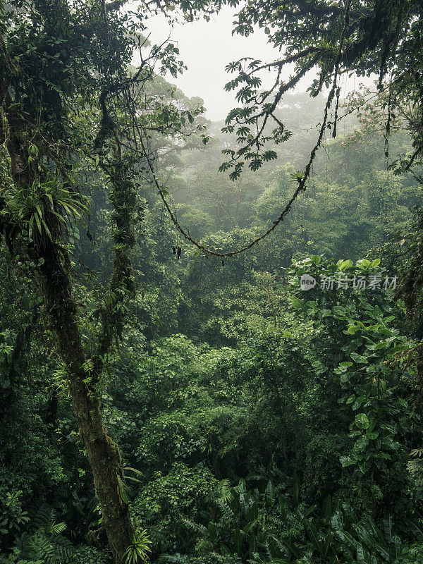 哥斯达黎加蒙特维达云雾森林中丰富的野生动物
