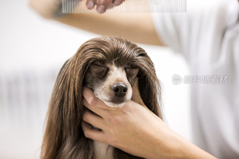 中国冠毛犬在宠物美容院的美容治疗