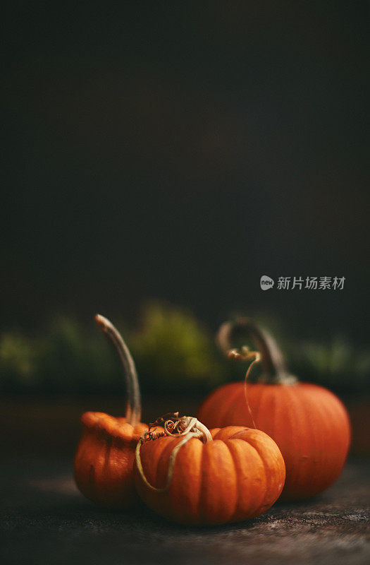 静物画的橙色南瓜在黑暗的背景下为秋天和感恩节准备。空间的文本