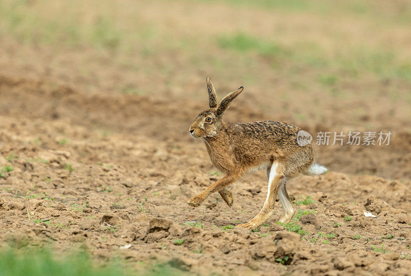 欧洲兔子跑