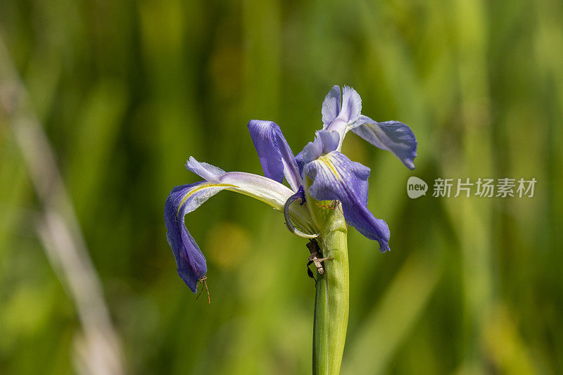 单一新鲜的蓝色旗帜花在阳光下与刺客虫子等待不知情的猎物