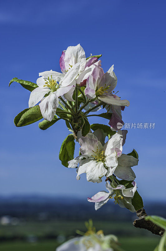 苹果树开花，蔷薇科家苹果。圣罗莎，索诺玛县，加利福尼亚州。