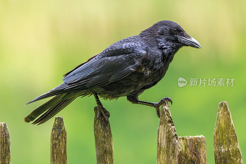 黑乌鸦鸟的侧面