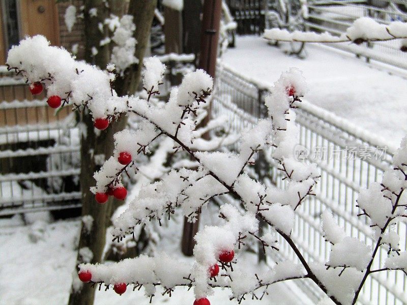 日本。1月。雪下的红莓。