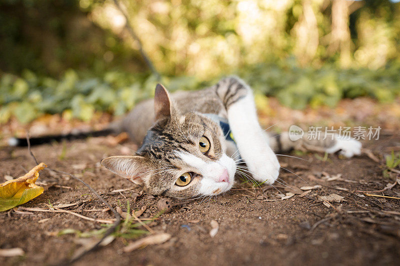 猫躺在公园的泥土上